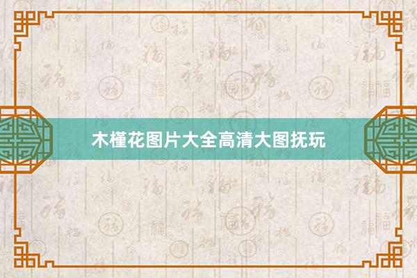 木槿花图片大全高清大图抚玩