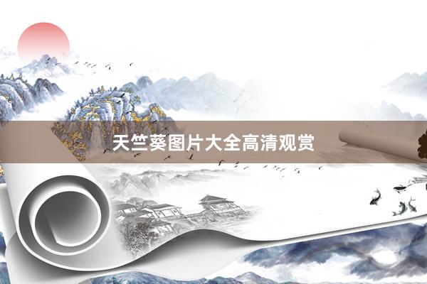 天竺葵图片大全高清观赏